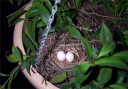 Dove nest