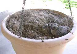 Dove babies!