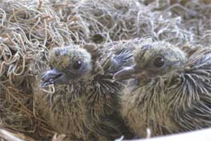 Dove babies!