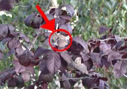 Roosting in the tree