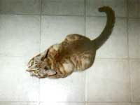 jackson